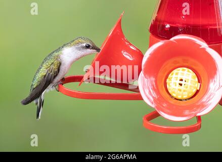 Weibliche Rubinkehlige Kolibri ( Archilochus colubris ) im Vogelfutterhaus Stockfoto