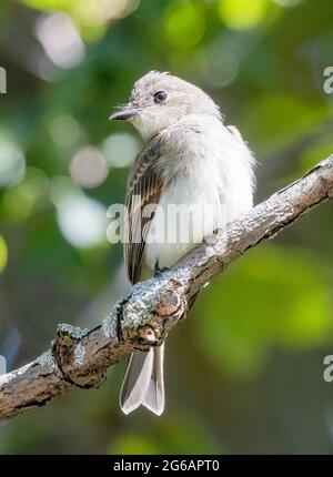 Eastern Phoebe ( Sayornis phoebe ) auf EINEM Zweig Stockfoto