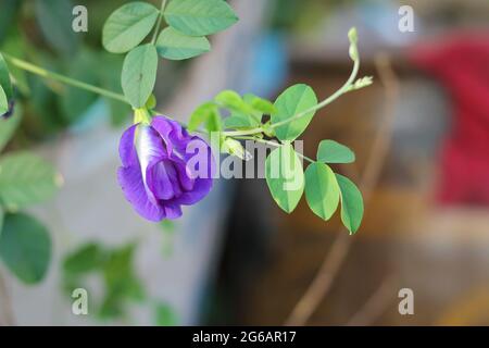 Frische lila Schmetterlingsblüten auf dem Baum haben verschwommenen Hintergrund Stockfoto