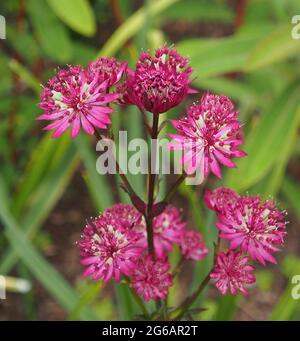 Makroaufnahme von Astratia Major Var. Claret - gebräuchlicher Name Hattie's Pincushion - Masterwort. Stockfoto