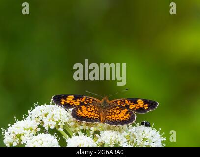 Zu diesem einsamer Perlmutt-Halbmond-Schmetterling gesellt sich ein weiteres Insekt auf den Gemeinen Schafgarben-Blüten, die an diesem Tag Anfang Juli überall zu sehen sind. Stockfoto