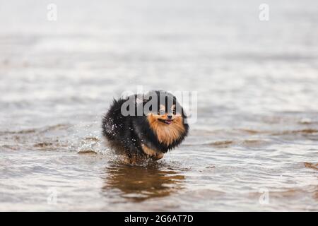Pommersche spitz läuft auf dem Wasser Stockfoto