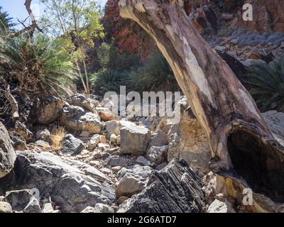 Macrozamia macdonnellii cycads, Inarlanga Pass, Larapinta Trail Abschnitt 9, Tjoritja / West MacDonnell National Park Stockfoto