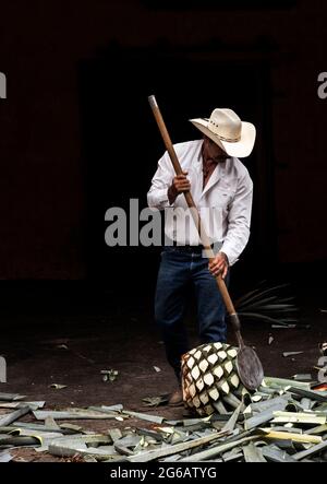 Arbeiter beim Entfernen von Blättern aus der blauen Agavenkaktusanlage in Tequila, Mexiko Stockfoto