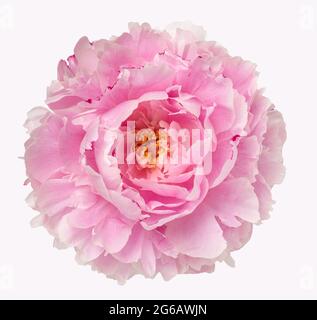 Blühende rosa Knospe Pfingstrose Blume. Studioaufnahme Isolieren Sie Nahaufnahmen. Stockfoto