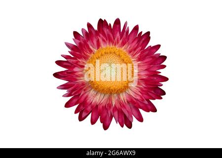 Rote Strohblume ( Helichrysum bracteatum Blumen ) isoliert auf weißem Hintergrund. Objekt mit Beschneidungspfad. Stockfoto