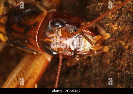 Wellington Tree weta (Hemideina crassiens) Stockfoto