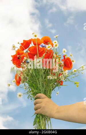 Blumenstrauß: Mohnblumen, Gänseblümchen in der Hand gegen den blauen Himmel. Blumen in der Hand einer Frau Stockfoto
