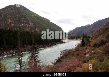 Ein wunderschöner türkisfarbener Fluss fließt durch einen engen Canyon, der von hohen Bergen in herbstlichen Farben umgeben ist. Katun, Altai, Sibirien, Russland. Stockfoto