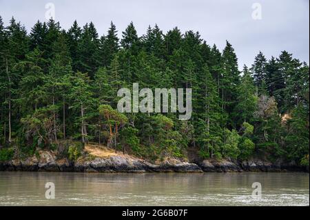 Ziegeninsel auf den San Juan Inseln, wunderschöne Bäume und Küste als Naturhintergrund Stockfoto