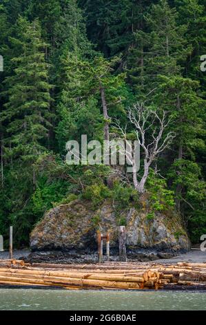 Ziegeninsel auf den San Juan Inseln, wunderschöne Bäume und Küste als Naturhintergrund Stockfoto