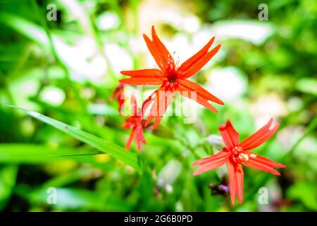 Nahaufnahme von blühenden Fire Pink Flowers im Kentucky Forest Stockfoto