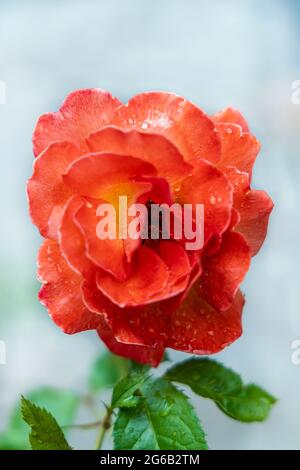 Nahaufnahme einer roten Rose mit Tautropfen auf den Blütenblättern Stockfoto