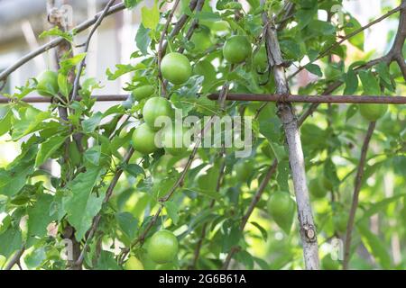Selektiver Fokus des Mirabellebaums mit grünen Früchten im Garten. Stockfoto