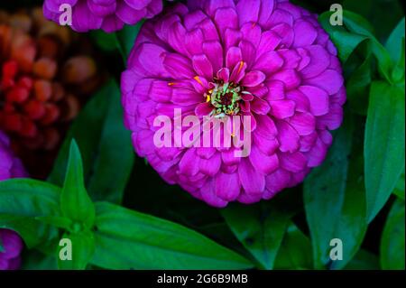 Zinnia im Central Valley, Kalifornien Stockfoto