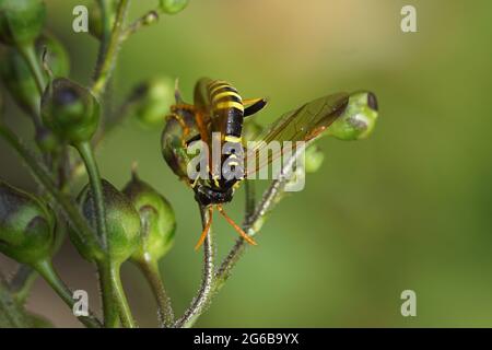 Feigenwelse (Tenthredo scrophulariae), Familie Gemeine Sägeblattfliegen (Tenthredinidae) auf einer Blütenknospe gemeiner Figurenkraut (Scrophularia nodosa), Stockfoto