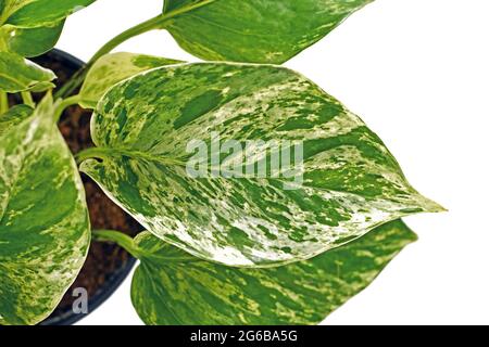 Nahaufnahme des tropischen 'Epipremnum Aureum Marble Queen' Hauspflanzenblattes mit weißen Flecken isoliert auf weißem Hintergrund Stockfoto