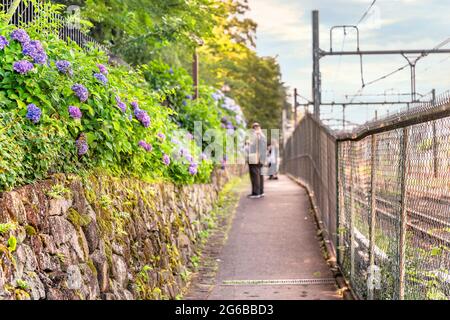 tokio, japan - 15 2021. juni: Asuka-no-komichi-Straße entlang des Drahtzaun der Schienen der Japan Railway, die für ihre japanischen purpurnen Horden berühmt ist Stockfoto