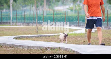 Pug Hund hinter Mann im Park zu Fuß. Speicherplatz kopieren. Stockfoto