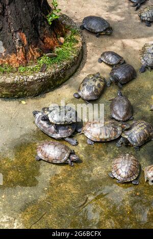 Gruppen von goldenen Schildkröten im Schildkrötenbecken, brasilianische Schildkröte Stockfoto