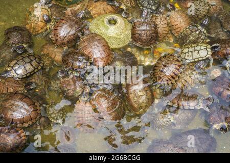 Gruppen von goldenen Schildkröten im Schildkrötenbecken, brasilianische Schildkröte Stockfoto