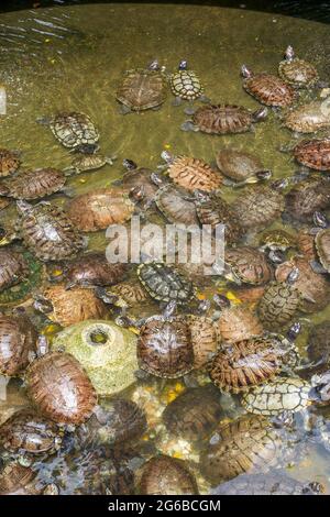 Gruppen von goldenen Schildkröten im Schildkrötenbecken, brasilianische Schildkröte Stockfoto