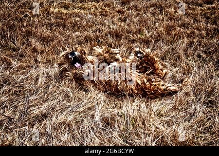 Briard Hund, der auf einem Feld herumrollt, Polen Stockfoto