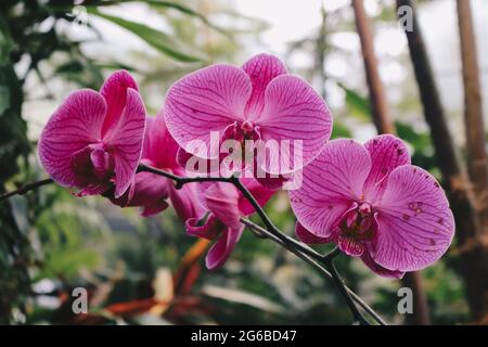 Purpurne Orchideenblüte phalaenopsis, phalaenopsis oder falah auf weißem Hintergrund. Purpurrote panaenopsis Blüten auf der rechten Seite. Bekannt als Schmetterlingsorchideen Stockfoto