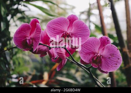 Purpurne Orchideenblüte phalaenopsis, phalaenopsis oder falah auf weißem Hintergrund. Purpurrote panaenopsis Blüten auf der rechten Seite. Bekannt als Schmetterlingsorchideen Stockfoto