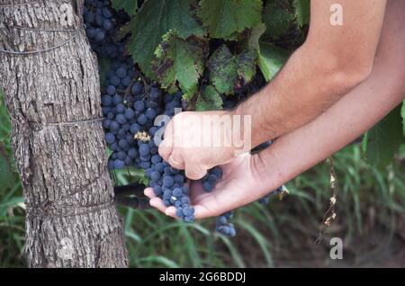 Nahaufnahme der Hände eines Mannes, der in einem Weinberg in Mendoza, Argentinien, Trauben pflückt Stockfoto