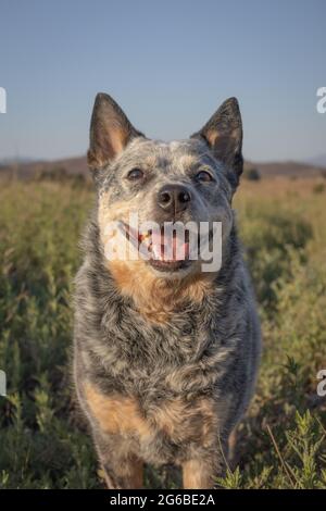 Australischer Rinderhund Lächelndes Porträt Stockfoto