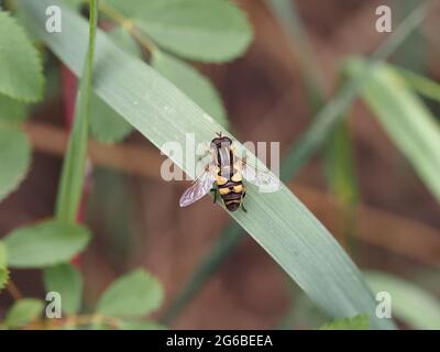 Helophilus fasciatus schwebenfliege, die auf einem Grashalm sitzt Stockfoto