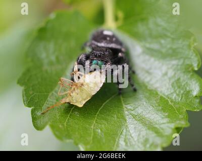 Phidippus audax (fette Spinne) mit Beute (Stinkbug) Stockfoto