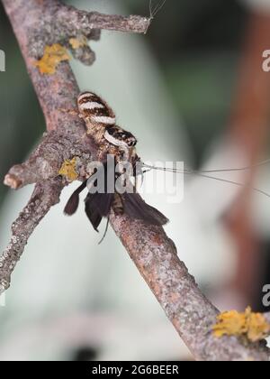 Zebra-Jumper-Spinne mit Beute (Kadadisfly) Stockfoto