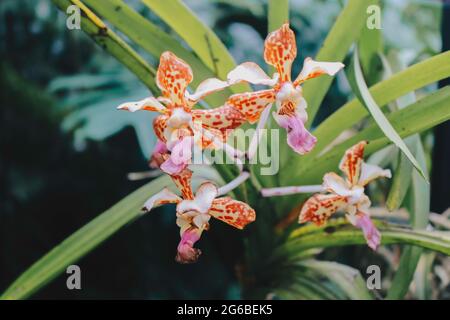 Die magische Schokoladenorchidee von Beaterfull Cymbidium liegt ganz in der Nähe. Cymbidium wird im Allgemeinen als Bootsorchideen bezeichnet Stockfoto