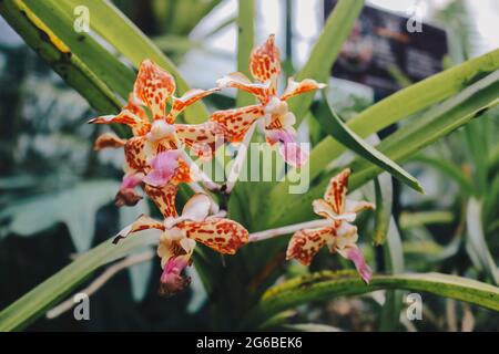 Die magische Schokoladenorchidee von Beaterfull Cymbidium liegt ganz in der Nähe. Cymbidium wird im Allgemeinen als Bootsorchideen bezeichnet Stockfoto