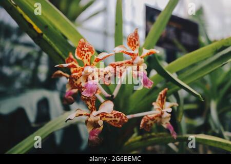 Die magische Schokoladenorchidee von Beaterfull Cymbidium liegt ganz in der Nähe. Cymbidium wird im Allgemeinen als Bootsorchideen bezeichnet Stockfoto