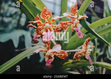 Die magische Schokoladenorchidee von Beaterfull Cymbidium liegt ganz in der Nähe. Cymbidium wird im Allgemeinen als Bootsorchideen bezeichnet Stockfoto