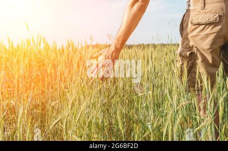 Weizenfeld mit einem Bauern, der Roggenohren in der Hand hält. Weizenernte auf einem sonnigen Sommerfeld. Landwirtschaft, Landwirtschaft und Anbau von Bio-Öko-Lebensmitteln. Hochwertige Fotos Stockfoto