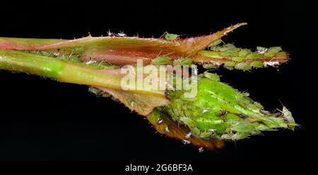 Blattläuse sind kleine, saftsaugende Insekten und Mitglieder der Superfamilie Aphidoidea. Gebräuchliche Namen sind Greenfly und Blackfly, . Stockfoto