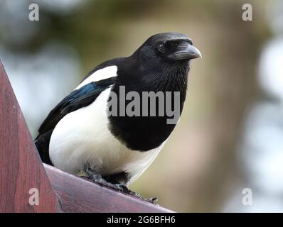 Elstern sind Vögel der Corvidae-Familie. Wie andere Mitglieder ihrer Familie gelten sie weithin als intelligente Kreaturen. Stockfoto