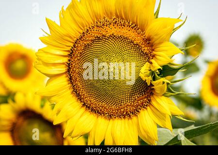 Sonnenblume (Helianthus annuus), mit unvollständigen Strahlblüten, in einem großen Sonnenblumenfeld mit anderen Blüten, die im Hintergrund unscharf sind. Stockfoto