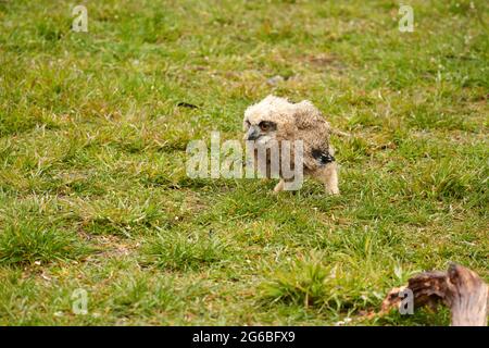 Nahaufnahme einer Eule Küken Adler Eule. Er geht unstabil durch das Gras. Stockfoto