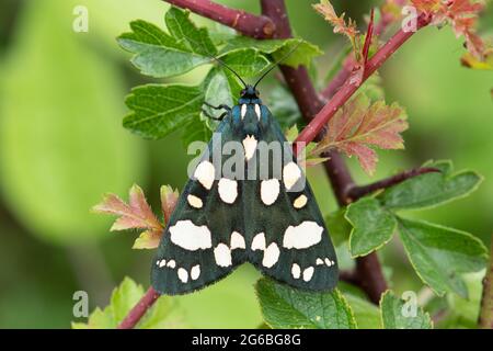 Scharlachrote Tiger-Motte (Callimorpha dominula), Großbritannien, im Sommer Stockfoto