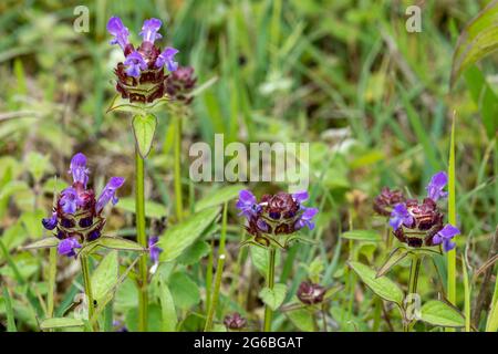 Gewöhnliche Selbstheilung (Prunella vulgaris) Wildblume, auch Selbsterhallung, Allheilung, Wundkraut genannt Stockfoto