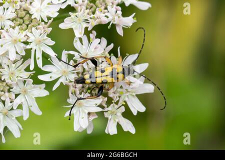 Rutpela maculata, der gefleckte Longhorn-Käfer, auch schwarzer und gelber Longhorn-Käfer genannt, im Sommer in Hampshire, Großbritannien Stockfoto