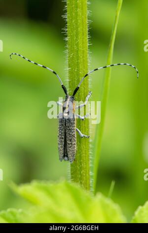 Agapanthia villosoviridescens, der goldblütige graue Langhornkäfer, im Sommer in Hampshire, Großbritannien Stockfoto