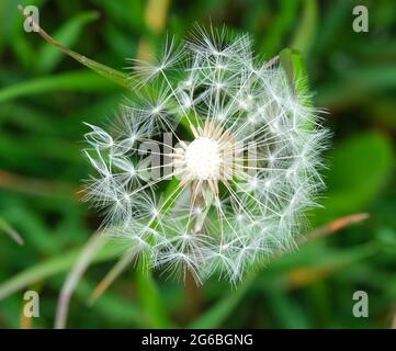 Nahaufnahme eines detailreichen Fotos von dem Kopf des Dandelionssaatens, der Uhr des Dandelionssaatens Stockfoto