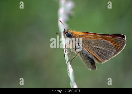 Großer Skipper, der auf einer Wiese auf einem Grashalm sitzt Stockfoto