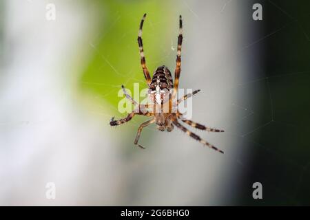 Eine Spinne in einem Baum erzeugt ein Spinnennetz. Stockfoto